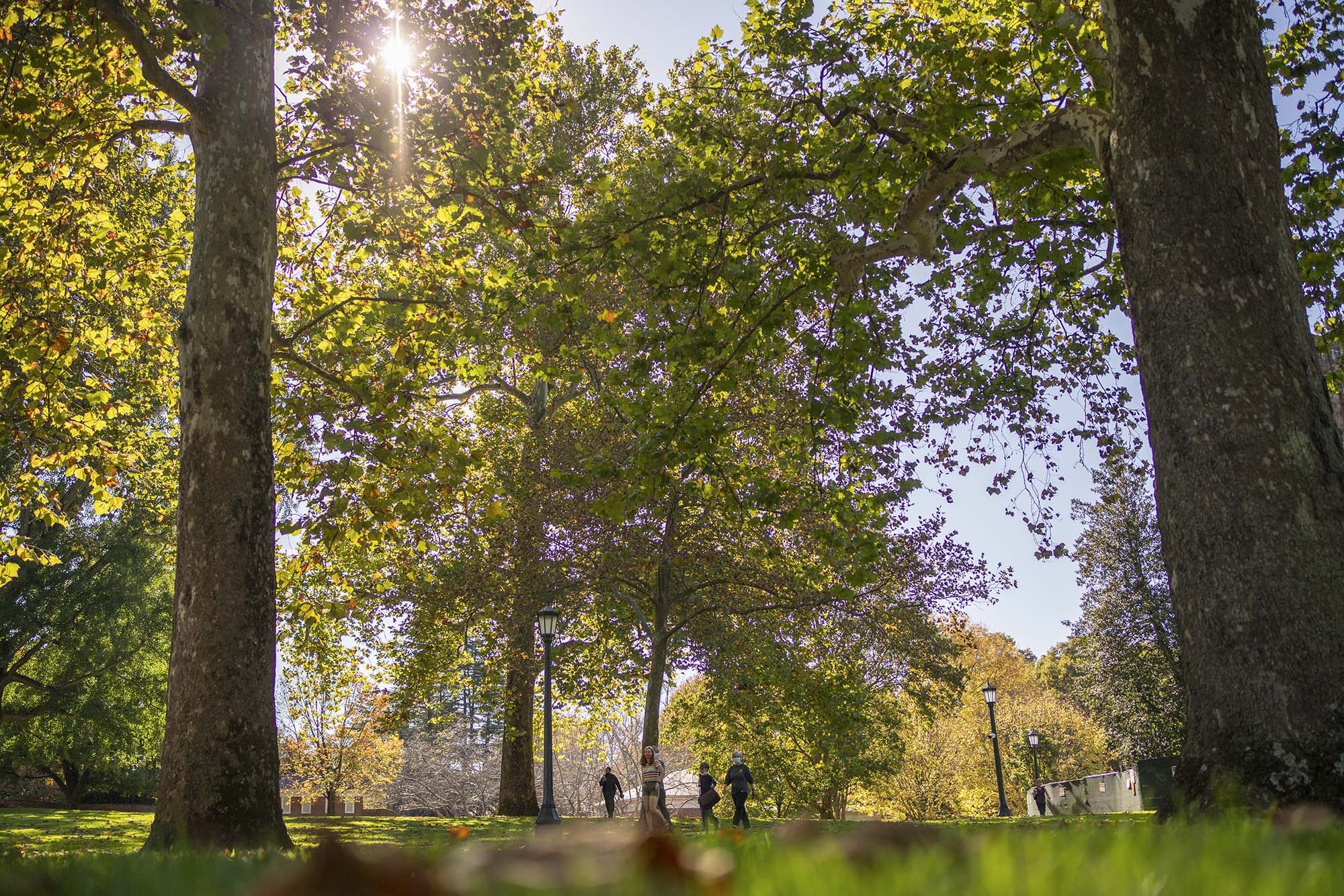 photo of trees on Grounds with sunlight streaming through