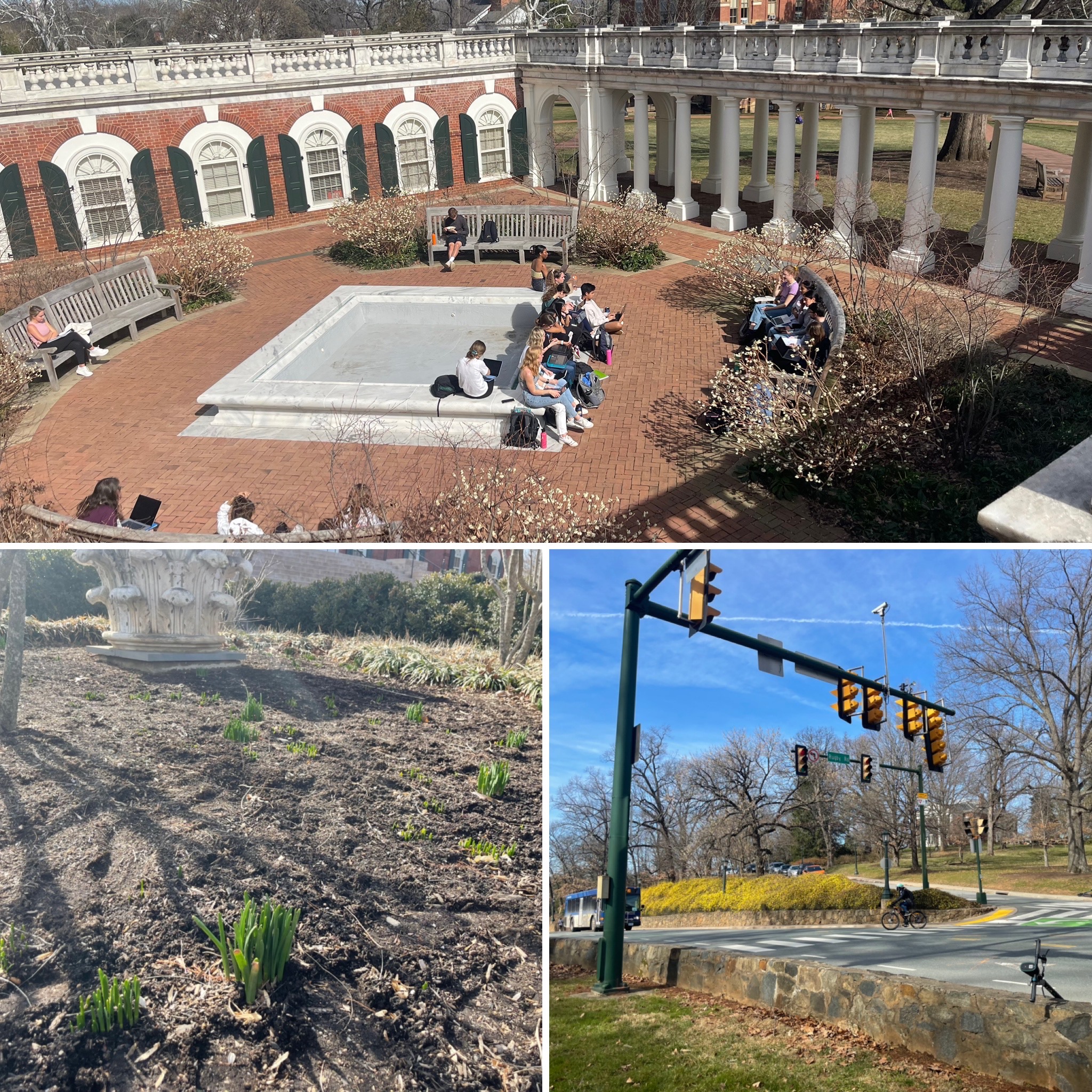 photo collage. class meeting in a Rotunda courtyard. daffodils shooting up. winter jasmine beginning to bloom